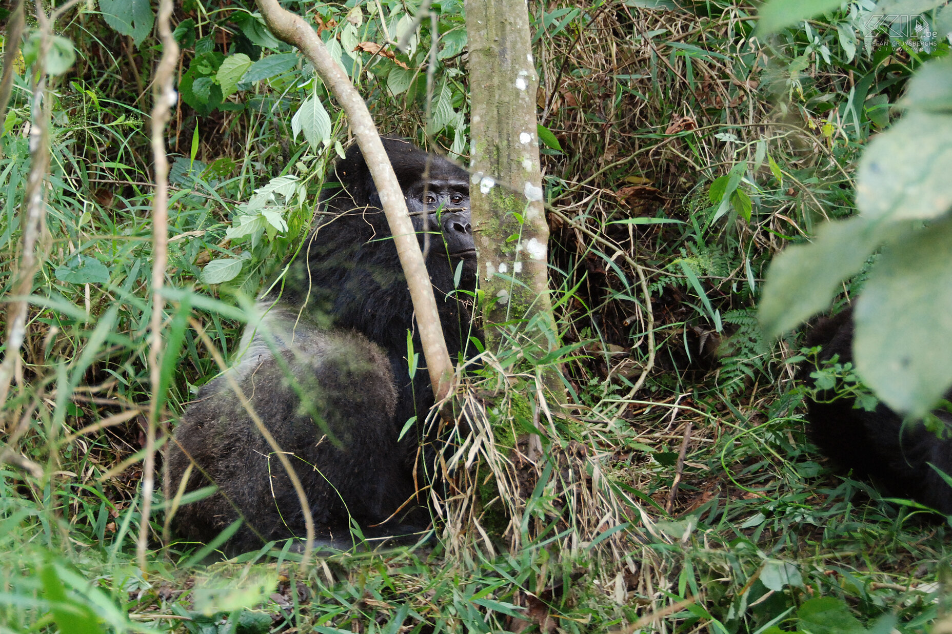 Bwindi - Zilverrug - Safari De Nkuringo familie kent 2 zilverruggen; de oude dominante Nkuringo en de jongere Safari. Beiden zitten wat verscholen in het struikgewas maar uiteindelijk kunnen we Safari heel goed zien zitten. Berggorilla's leven in stabiele, hechte families, geleid door een dominante mannelijke zilverrug. <br />
<br />
Na een uur moeten we de Nkuringo familie verlaten. Iedereen is onder de indruk van deze 'gentle giants' en dit was ongetwijfeld het hoogtepunt van onze reis doorheen Oeganda. Stefan Cruysberghs